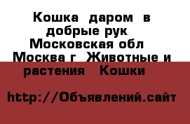 Кошка. даром. в добрые рук - Московская обл., Москва г. Животные и растения » Кошки   